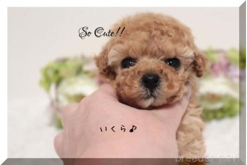 成約済の大阪府のティーカッププードル-373195の3枚目